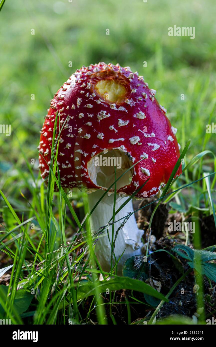 Un fungo rosso velenoso Amanita nella sottobosco Foto Stock