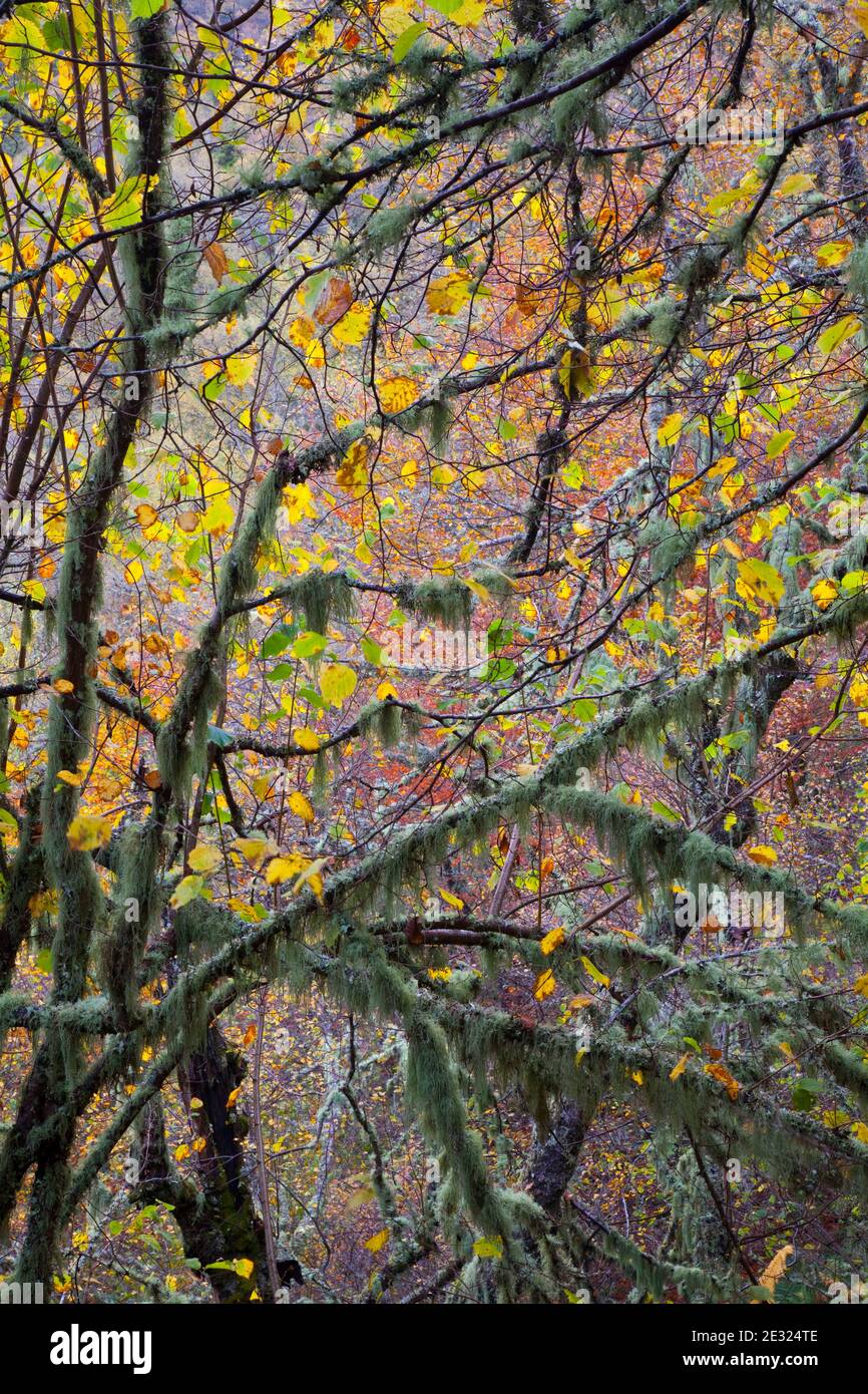 Bosque Atlántico, Reserva Integral de Muniellos, Asturias Foto Stock