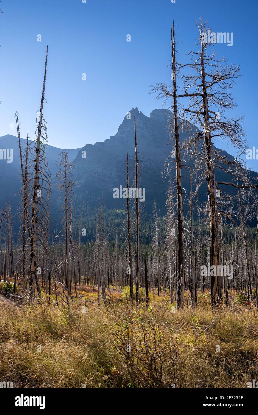 Montagne attraverso gli alberi bruciati nel Parco Nazionale del Ghiacciaio Orientale Foto Stock