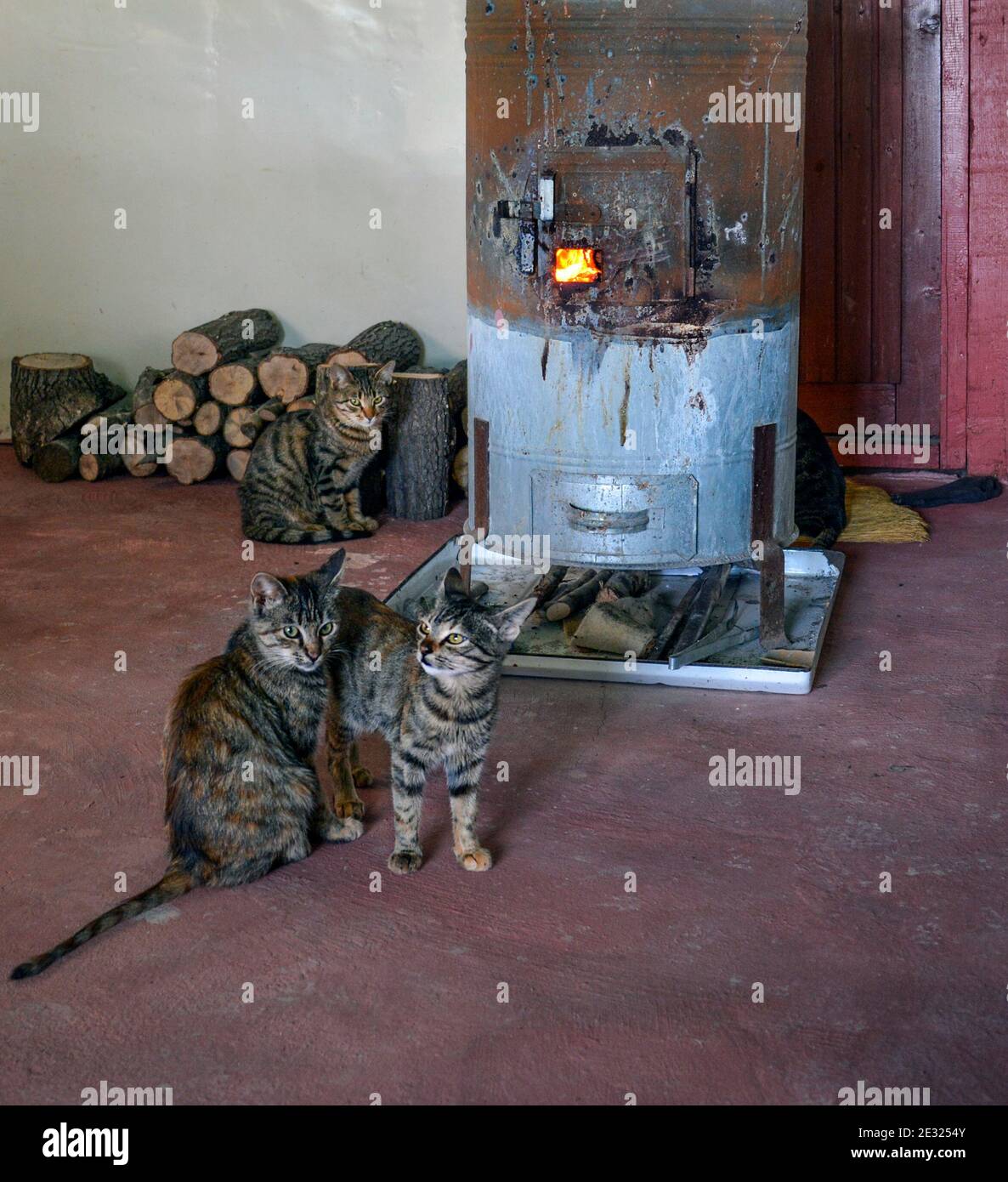 Gatti in attesa di fronte alla stufa calda, tre gatti tabby Foto Stock