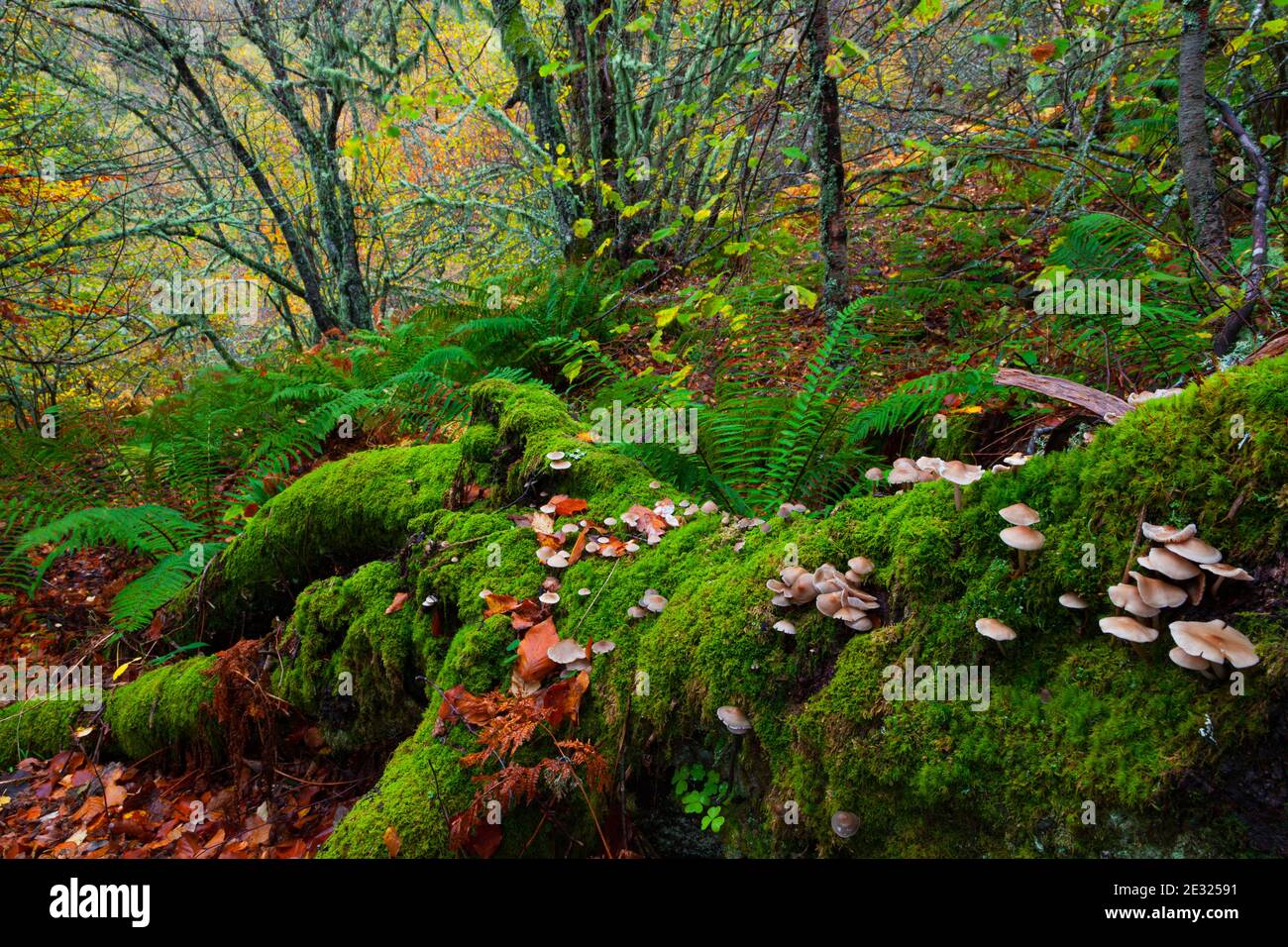 Bosque Atlántico, Reserva Integral de Muniellos, Asturias Foto Stock