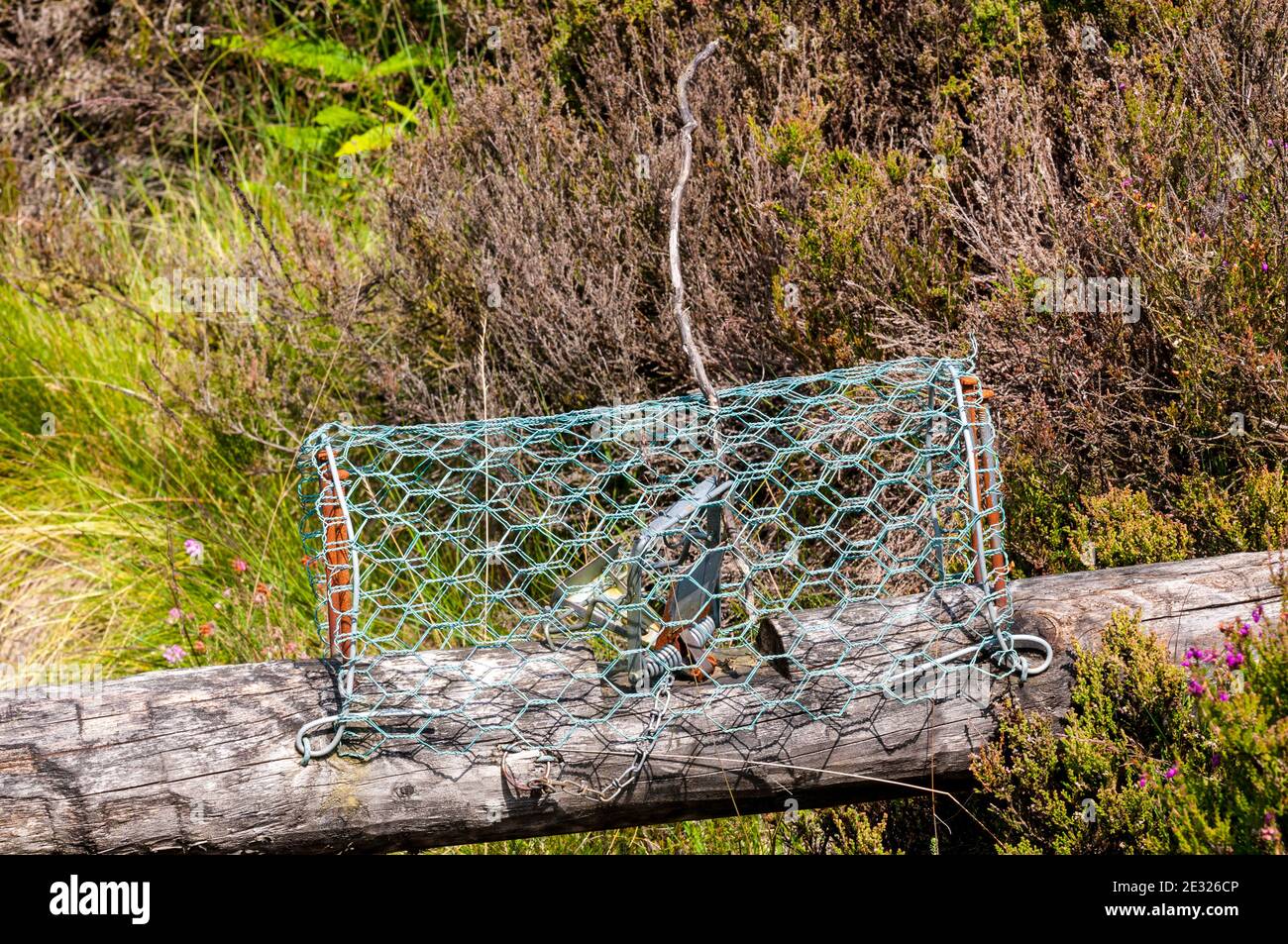 Una trappola a molla Fenn Mark 6 dispiegata e innescata da un bastone a Tranmire Bog, Wheeldale, nel North York Moors National Park. Luglio. Foto Stock