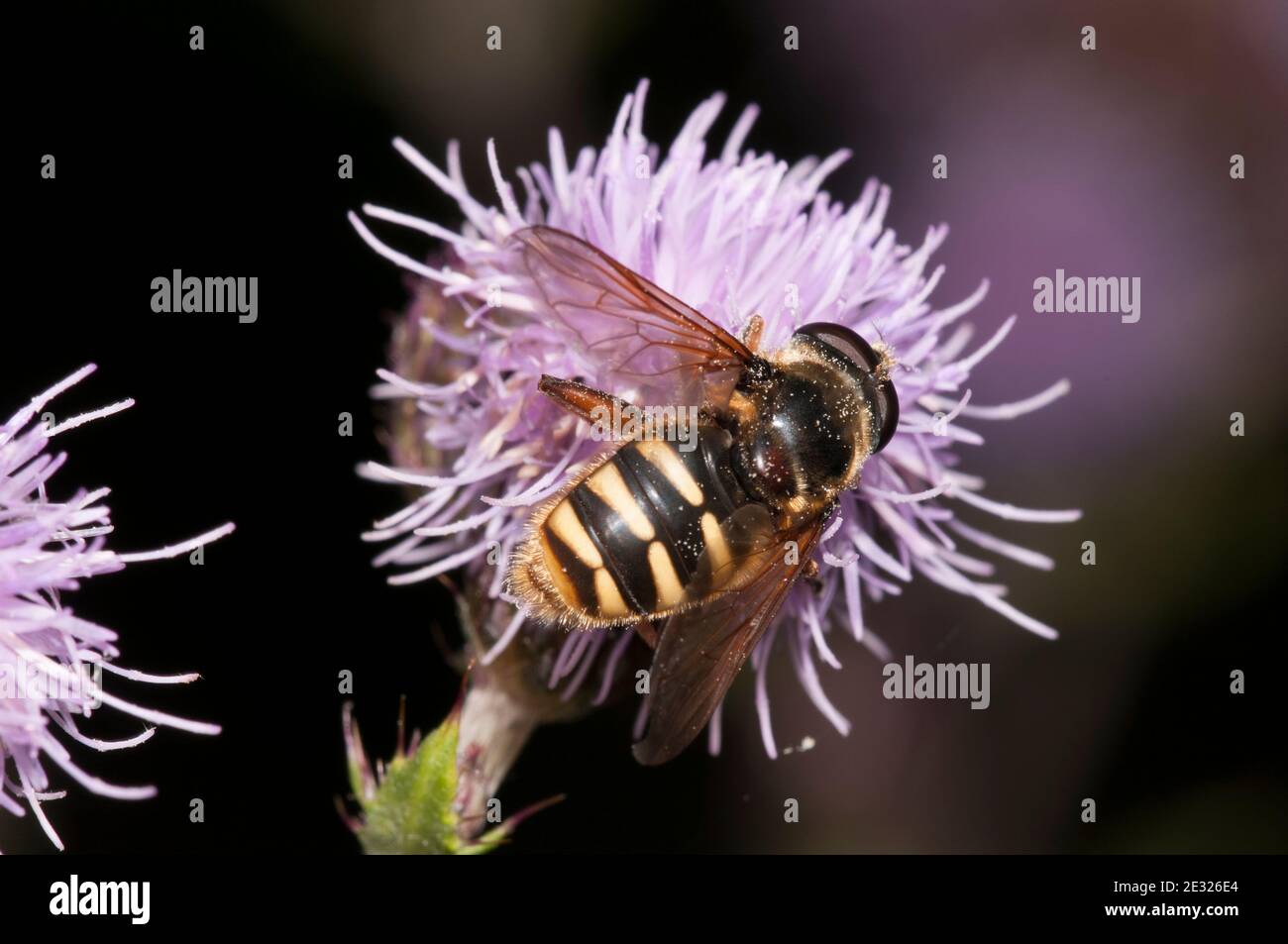 Un hoverfly adulto (silentis di Sericomia) che si staglia su un fiore di alga a Tranmire Bog, Wheeldale, nel North York Moors National Park. Luglio. Foto Stock