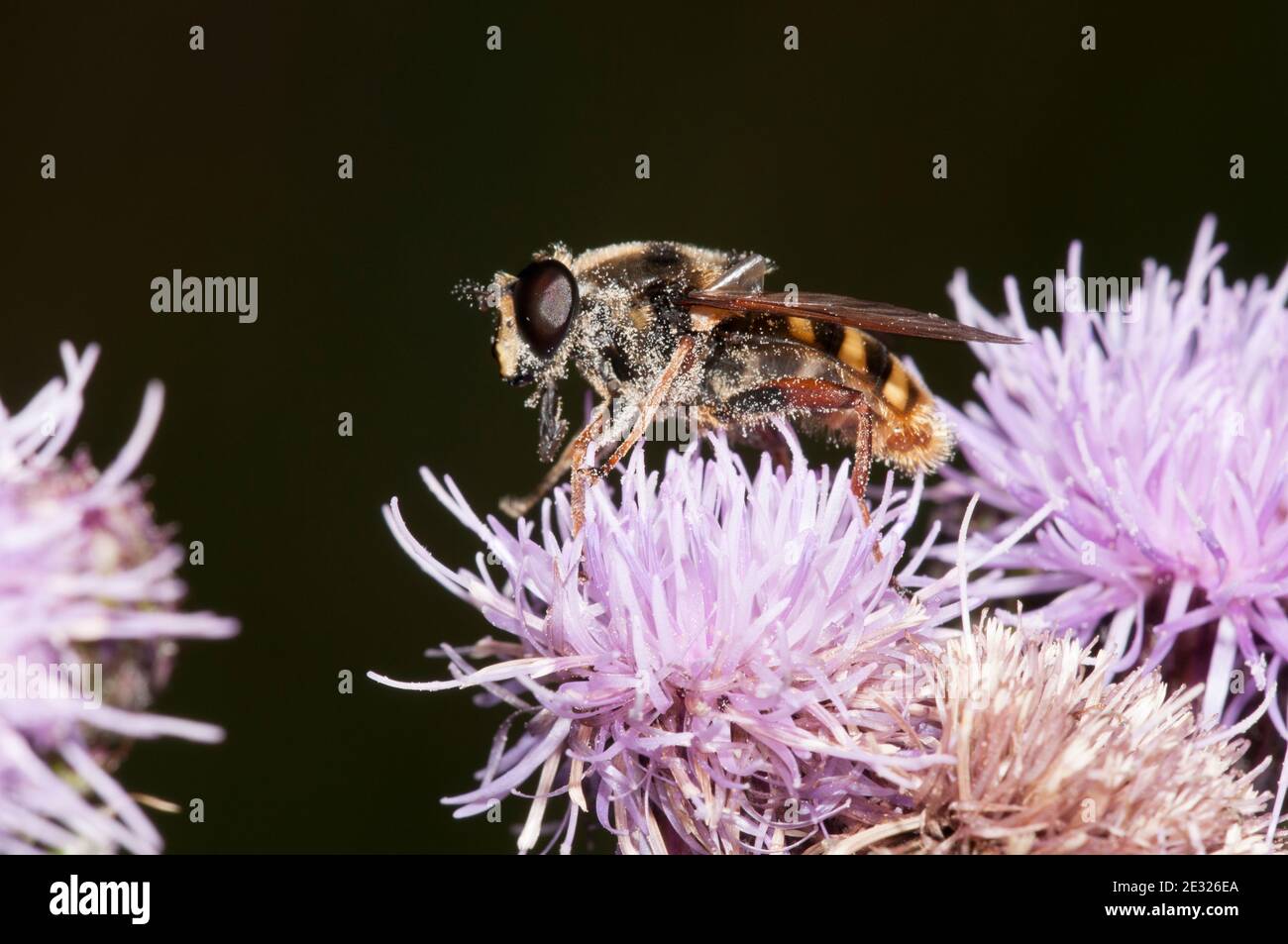 Un hoverfly adulto (silentis di Sericomia) che si staglia su un fiore di alga a Tranmire Bog, Wheeldale, nel North York Moors National Park. Luglio. Foto Stock