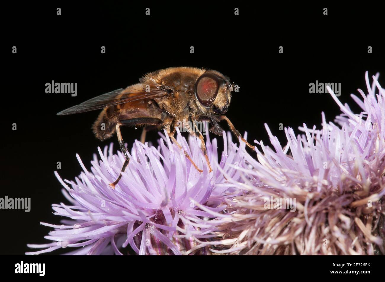 Una mosca da drone per adulti (Eristalis tenax) che si nutre su un fiore all'occhiello a Trantire Bog, Wheeldale, nel North York Moors National Park. Luglio. Foto Stock