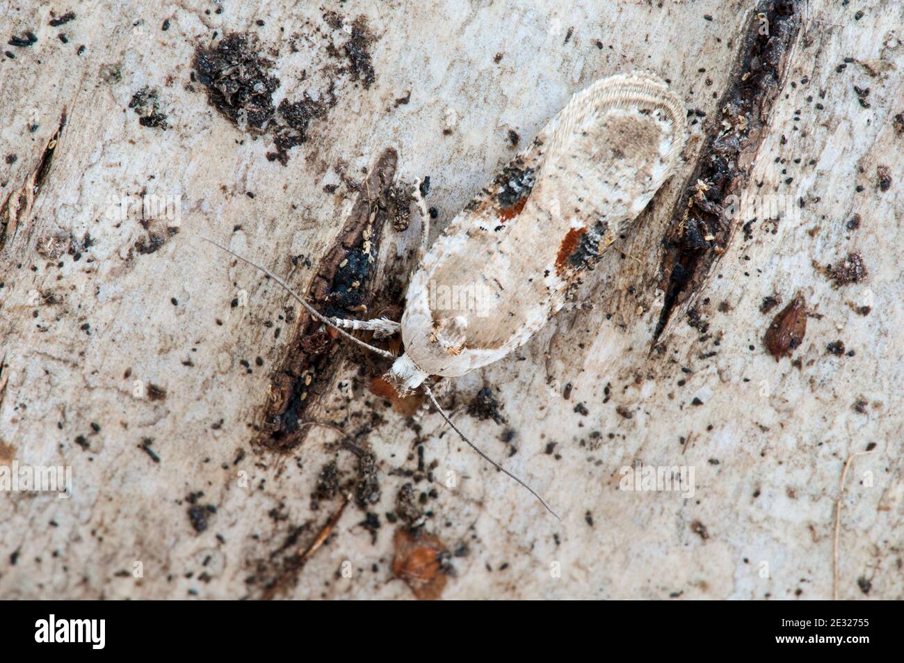 Una falda di hemlock di veleno adulto (Agonopterix alstromeriana) a riposo su un ramo di betulla in un giardino a Sowerby, North Yorkshire. Agosto. Foto Stock