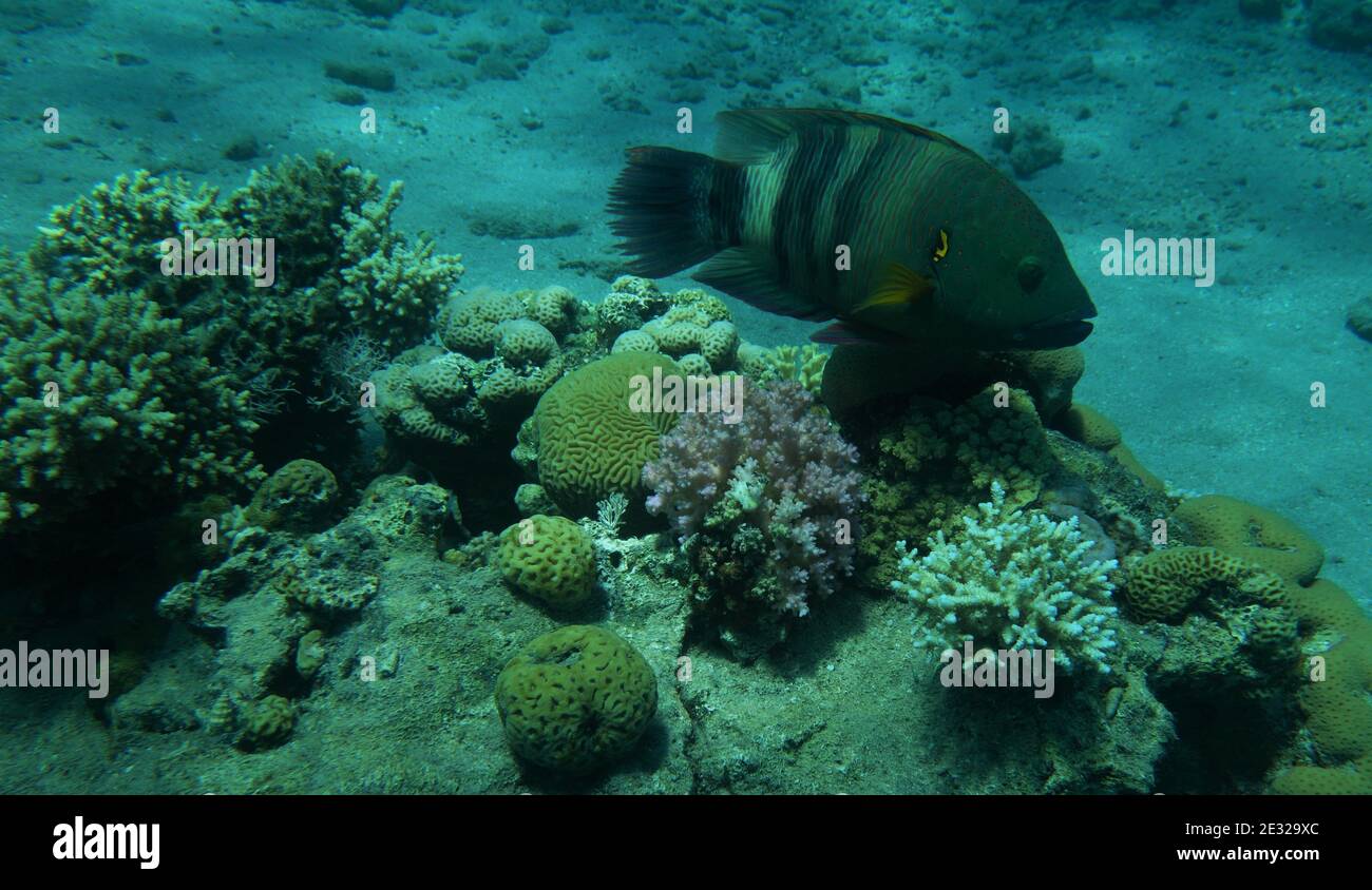 Enorme pesca della barriera corallina che naviga sopra bombe coralline, Eilat, Israele Foto Stock