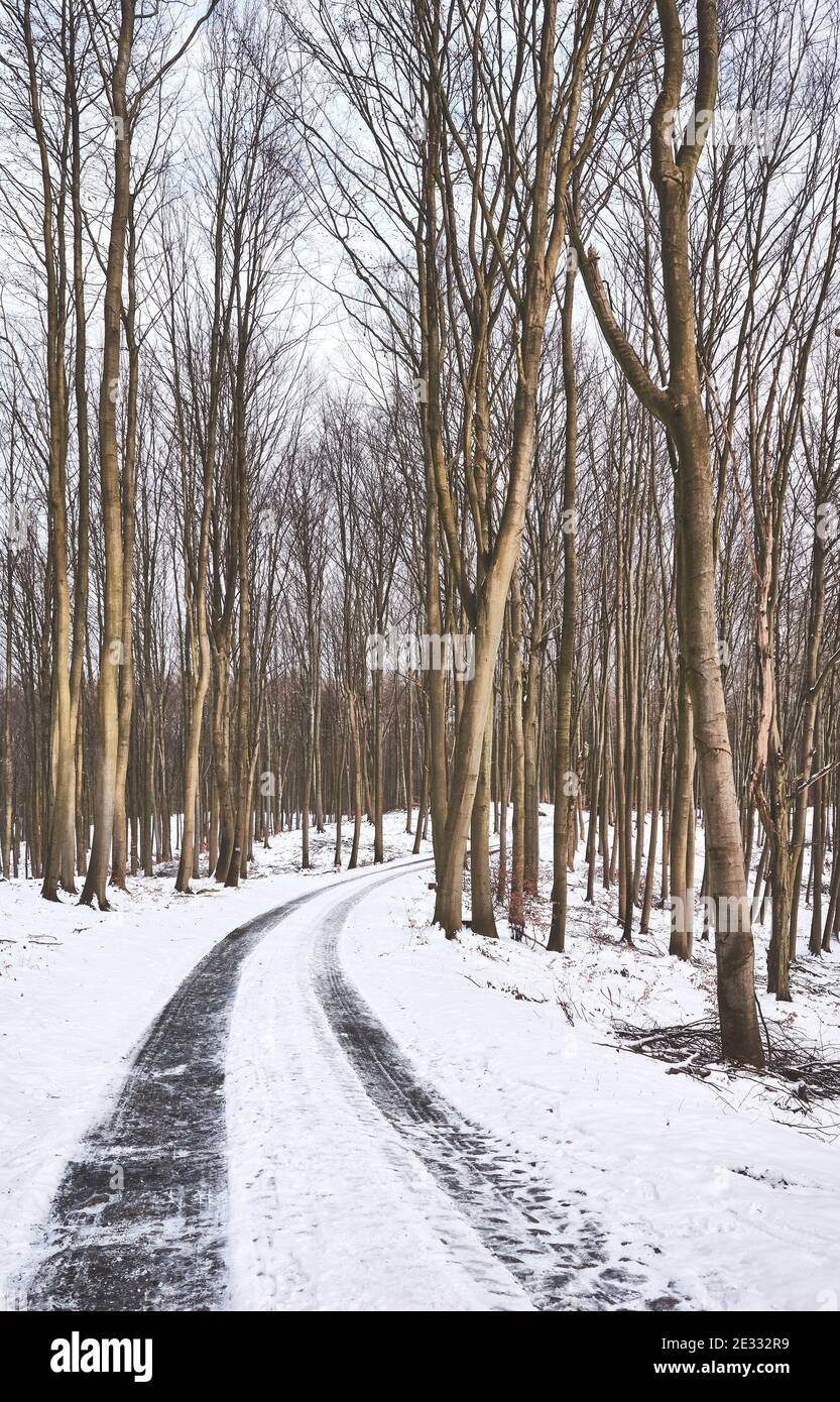 Pista in faggeta durante l'inverno innevato. Foto Stock