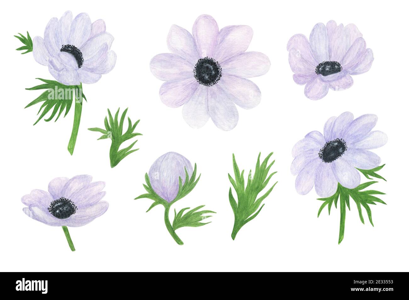 Fiore bianco anemone delicato acquerello illustrazione floreale in stile vintage, perfetto per biglietto di auguri, banner, invito al matrimonio e accessori, Foto Stock