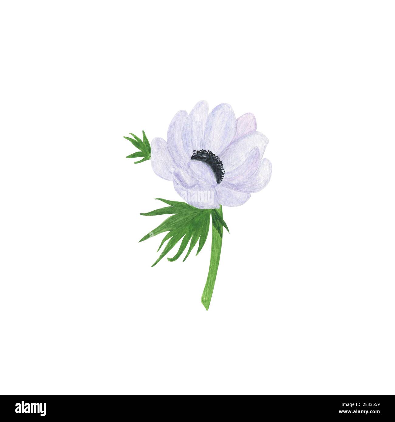 Fiore bianco anemone delicato acquerello illustrazione floreale in stile vintage, perfetto per biglietto di auguri, banner, invito al matrimonio e accessori, Foto Stock