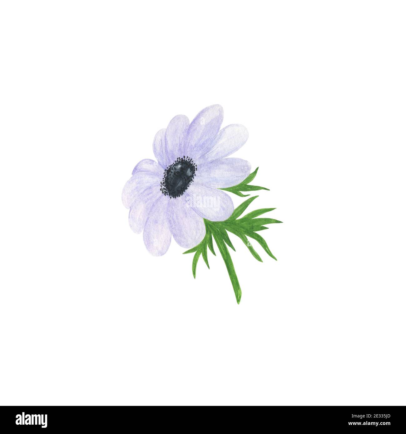 Fiore bianco anemone delicato acquerello illustrazione floreale in stile vintage, perfetto per biglietto di auguri, banner, invito al matrimonio e accessori, Foto Stock