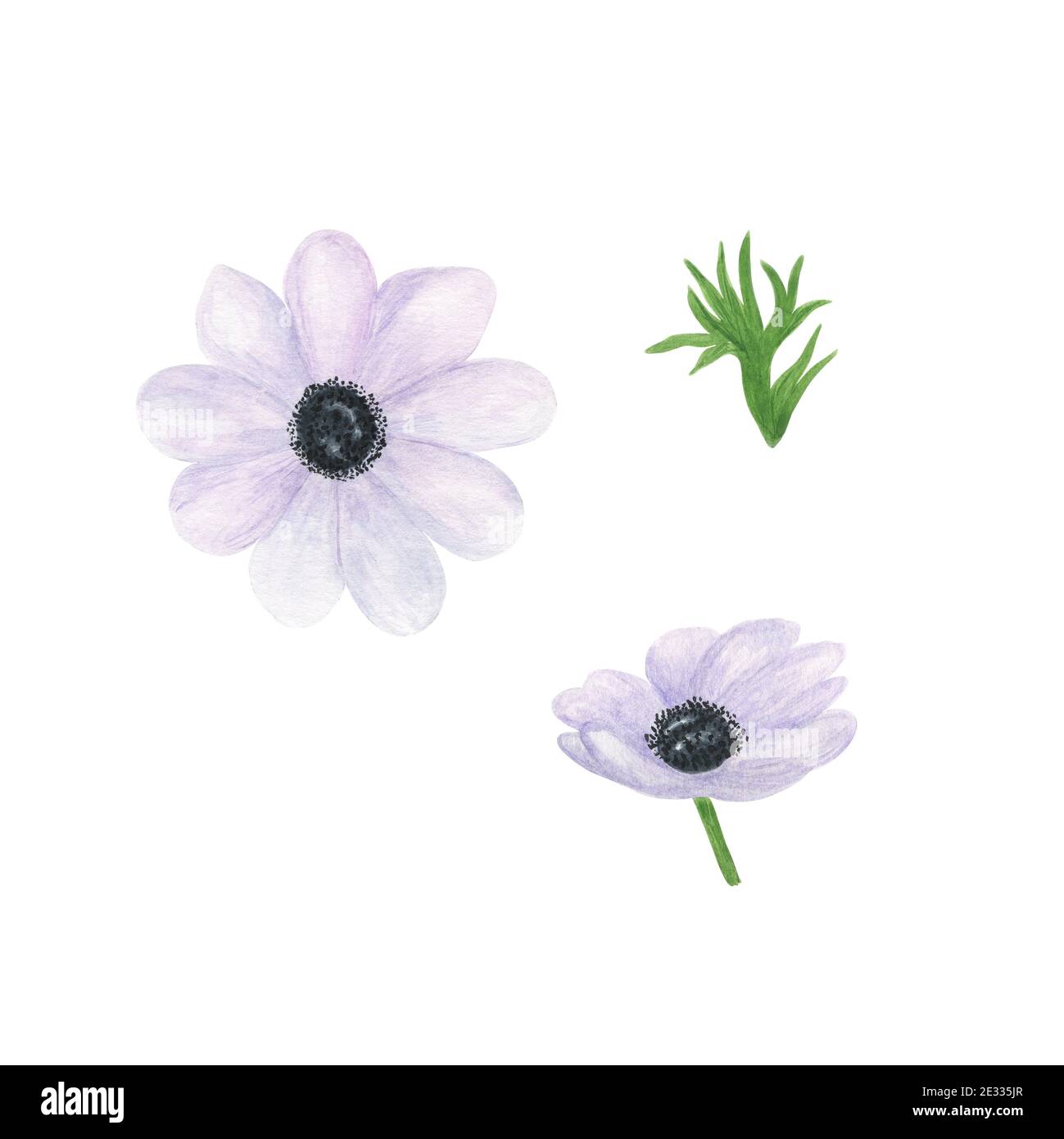 Fiori di anemone bianco delicato acquerello illustrazione floreale in stile vintage, perfetto per biglietto d'auguri, banner, invito al matrimonio e accessori, Foto Stock