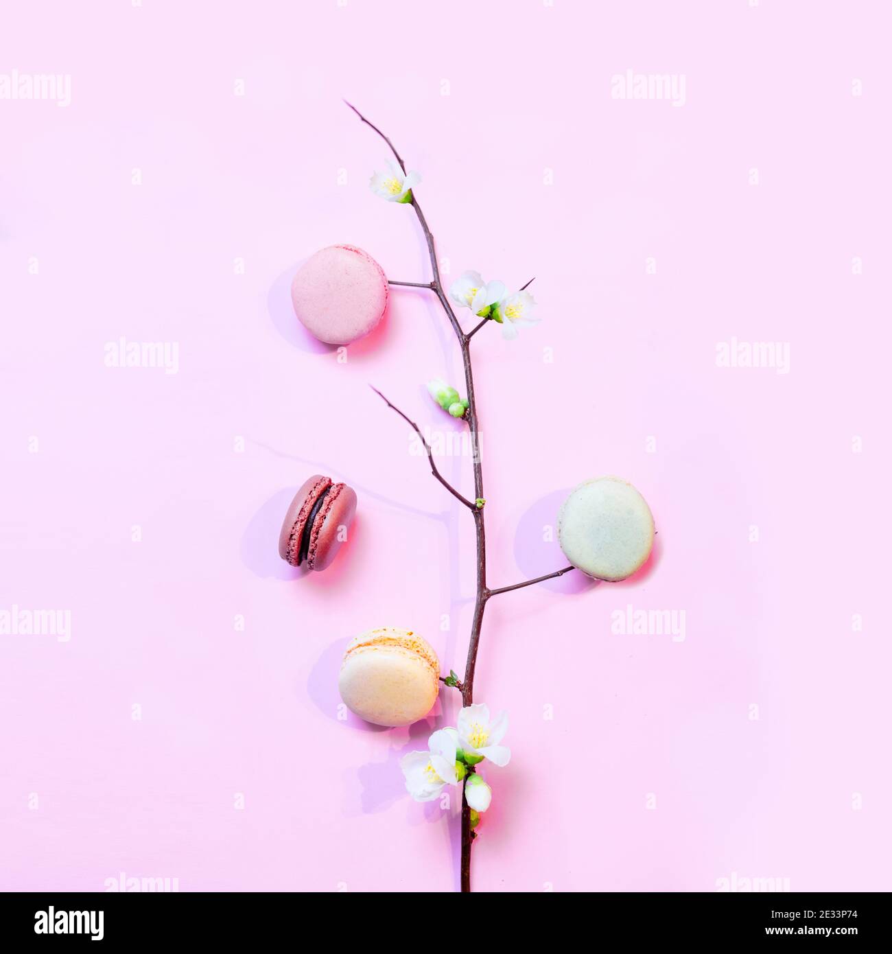 Macaroni francesi su sfondo rosa pastello con un ramo di un fiore di mela primaverile Foto Stock