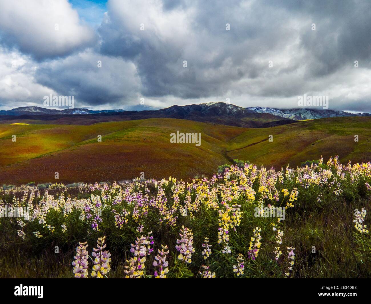 Una grande macchia di lupini selvatici (Lupin) ai piedi della Boise dell'Idaho sotto nuvole minacciose con neve sulle vette lontane. Foto Stock