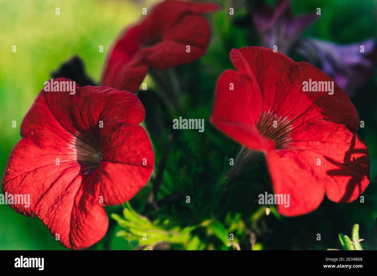 Fiori di primavera Foto Stock