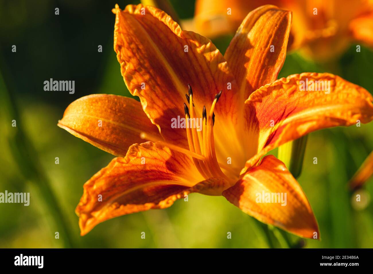 Fiori di primavera Foto Stock