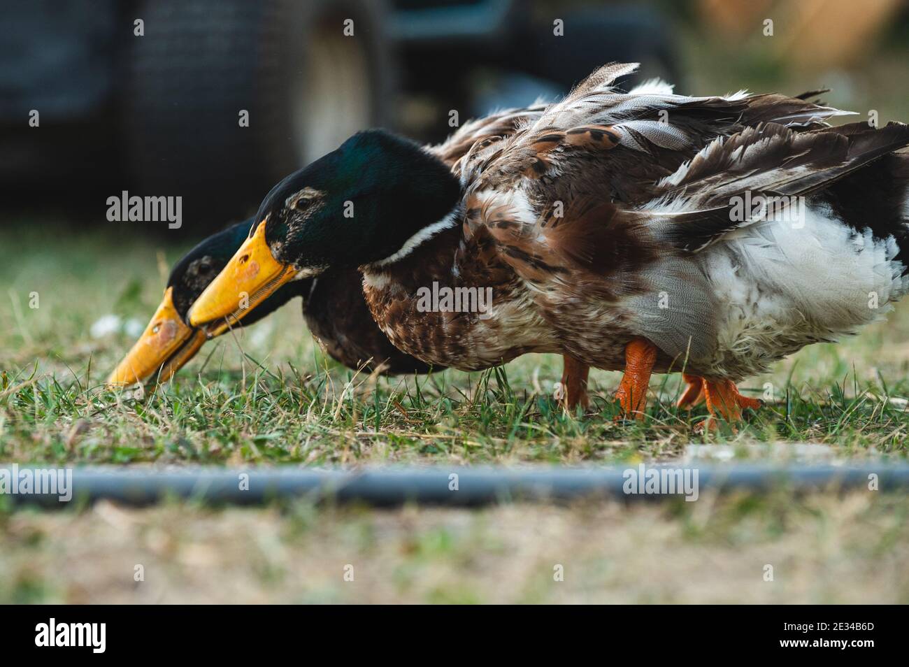 Anatre del germano reale Foto Stock