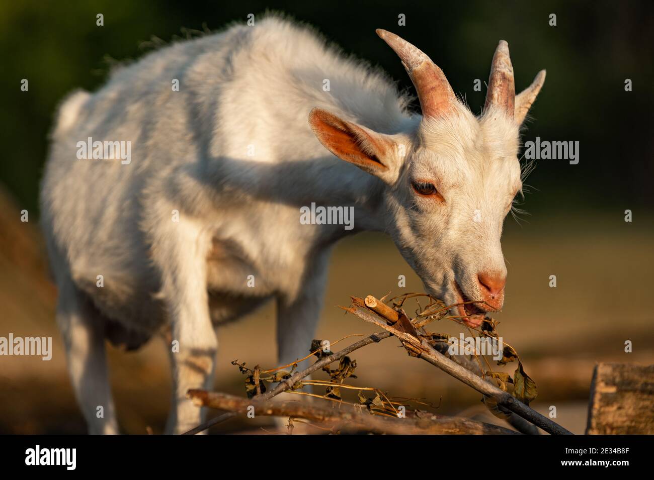 Capra che pasce Foto Stock