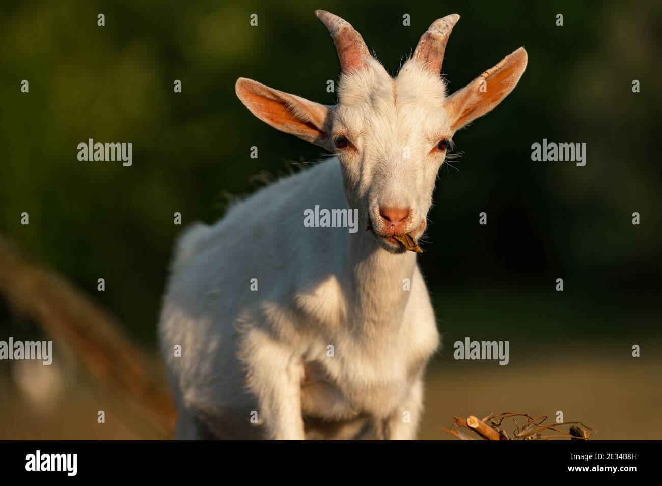 Capra che pasce Foto Stock