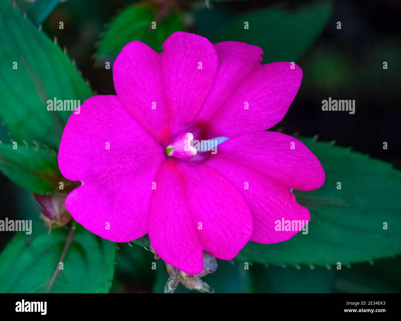 rosa impaziens fiore closeup verde foglia giardino sfondo Foto Stock