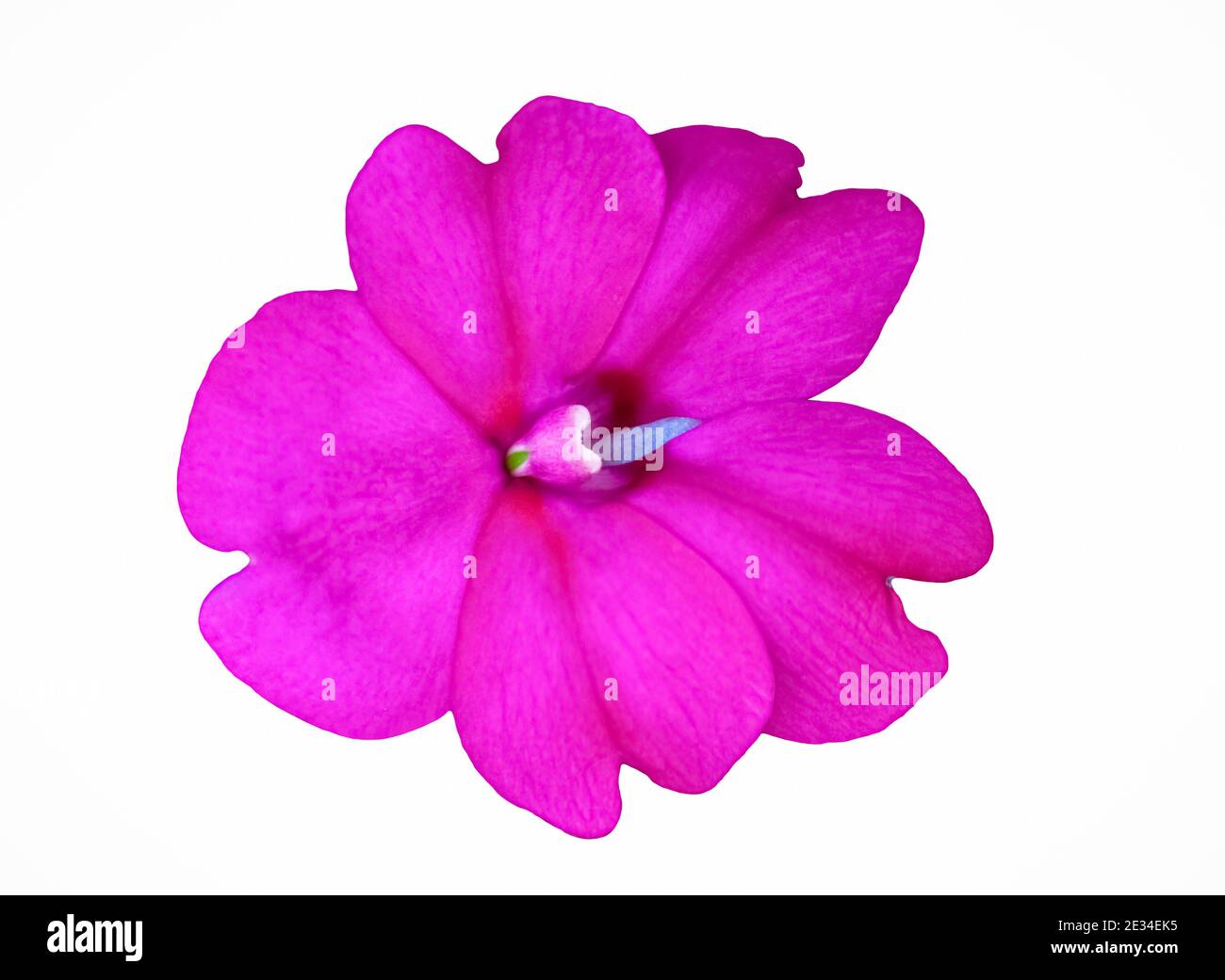 Pink impatiens fiore closeup intaglio isolato su uno sfondo bianco Foto Stock