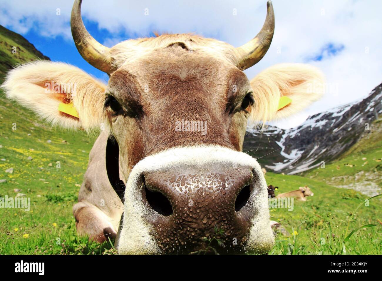 Un bovino bruno piuttosto giovane con corna in montagna. Una vacca curiosa Foto Stock