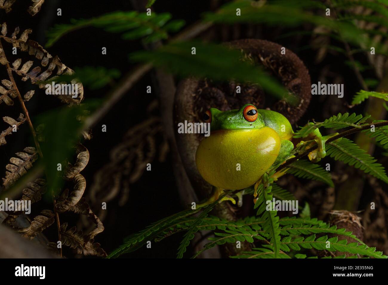 Rana d'albero dagli occhi rossi (Litoria chloris) che chiama, dimostrando sacco vocale gonfiato. Currumbin, Queensland, Australia Foto Stock