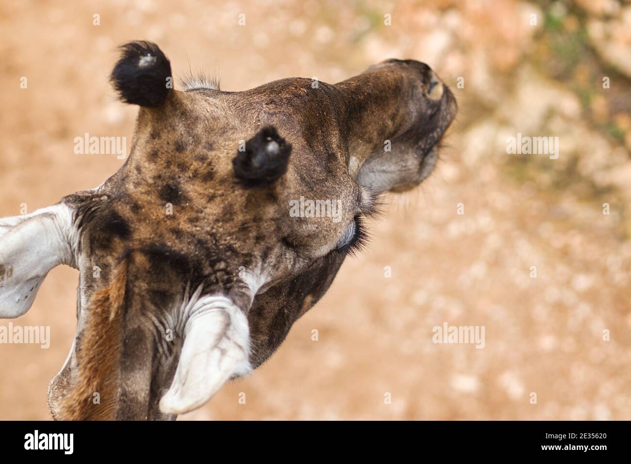 Vista dall'alto di una giraffa per adulti, sfondo sfocato Foto Stock