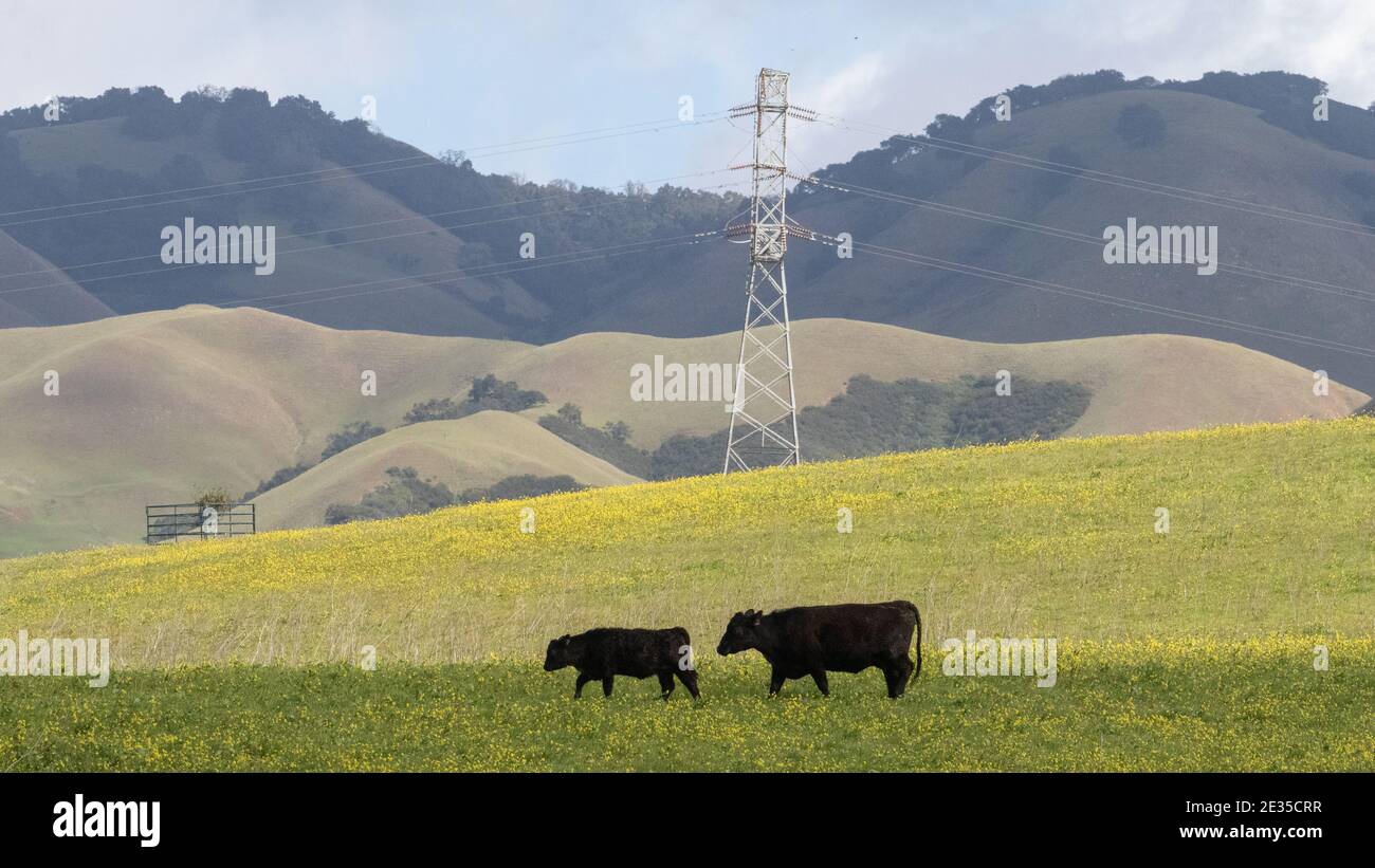 Mucche che pascolano in montagna Foto Stock