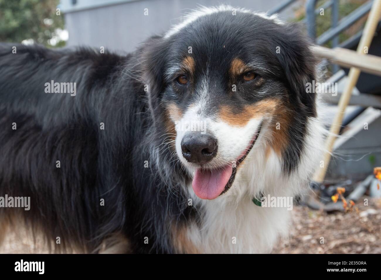 Australian Shepherd ritratto Foto Stock