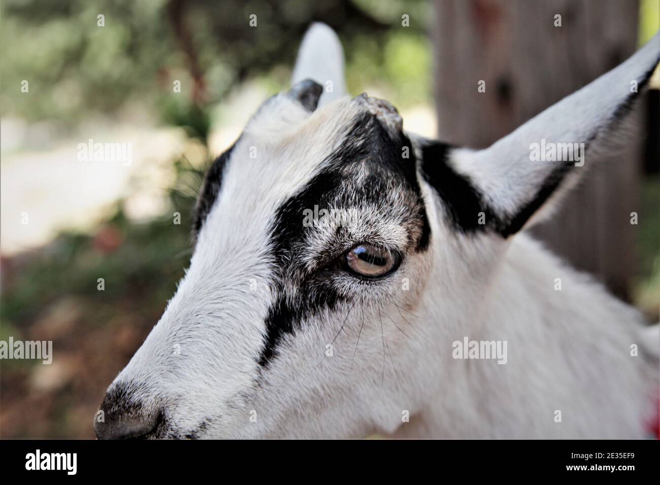 Capra bianca e nera guardando la macchina fotografica sulla vacanza dei capretti Fattoria nella California Centrale Foto Stock