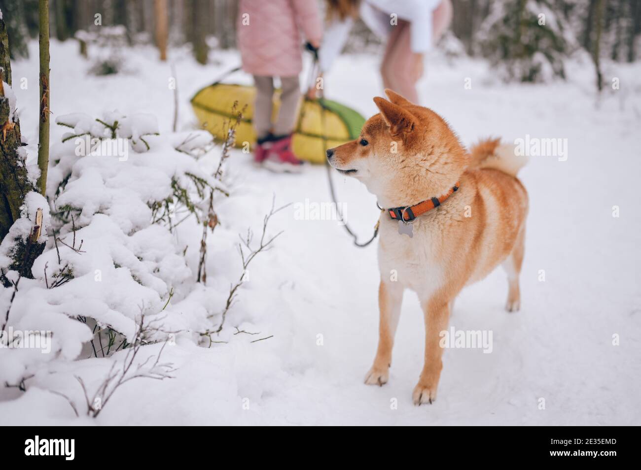 Ritratto di un cane rosso shiba inu con guinzaglio nero in inverno su neve bianca sullo sfondo di felice attività invernali per famiglie Foto Stock