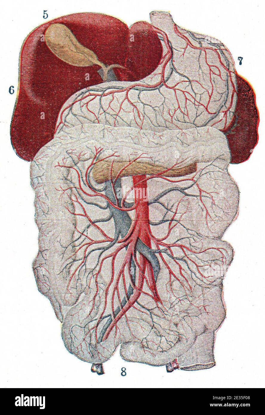 Polmoni cistifellea fegato stomaco tratto digestivo estratto. Foto Stock