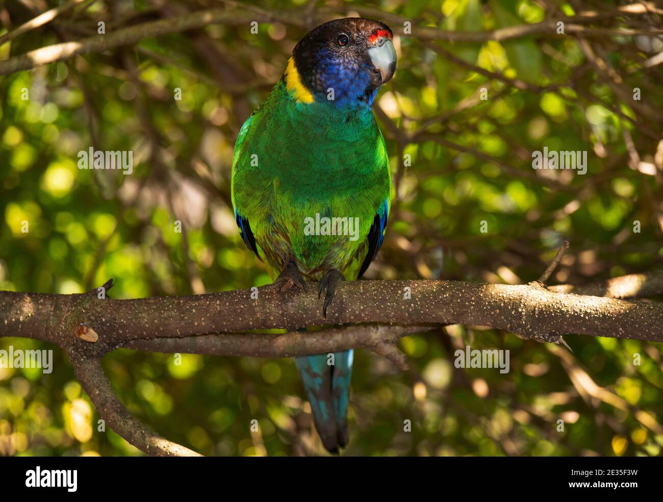 Australian Ringneck, Barnardius zonarius, pappagallo arroccato in un cespuglio. Chiamata anche una ventotto sottospecie di pappagallo nell'Australia occidentale. Foto Stock