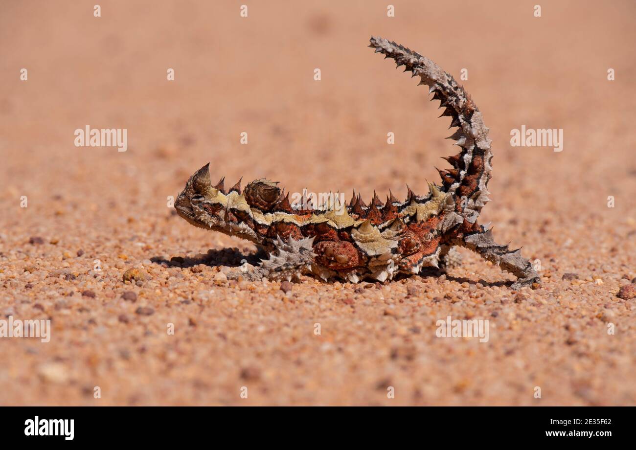 Diavolo spinoso, Moloch orrus, lucertola nel deserto Outback Australia Occidentale. Foto Stock