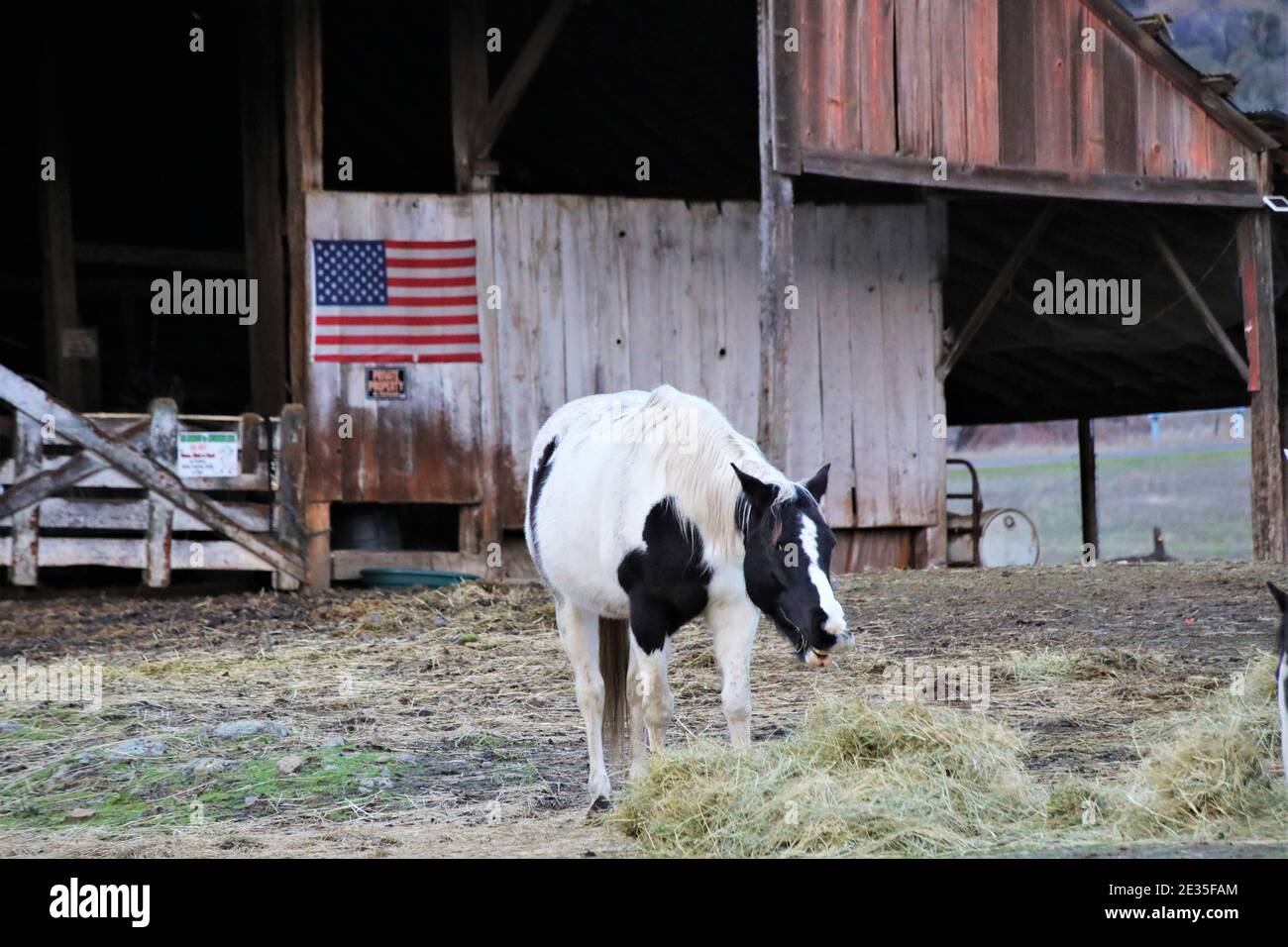 Cavalli che mangiano la sera vicino a Lakeport su Clearlake, California con bandiera americana sul vecchio fienile nella parte posteriore Foto Stock