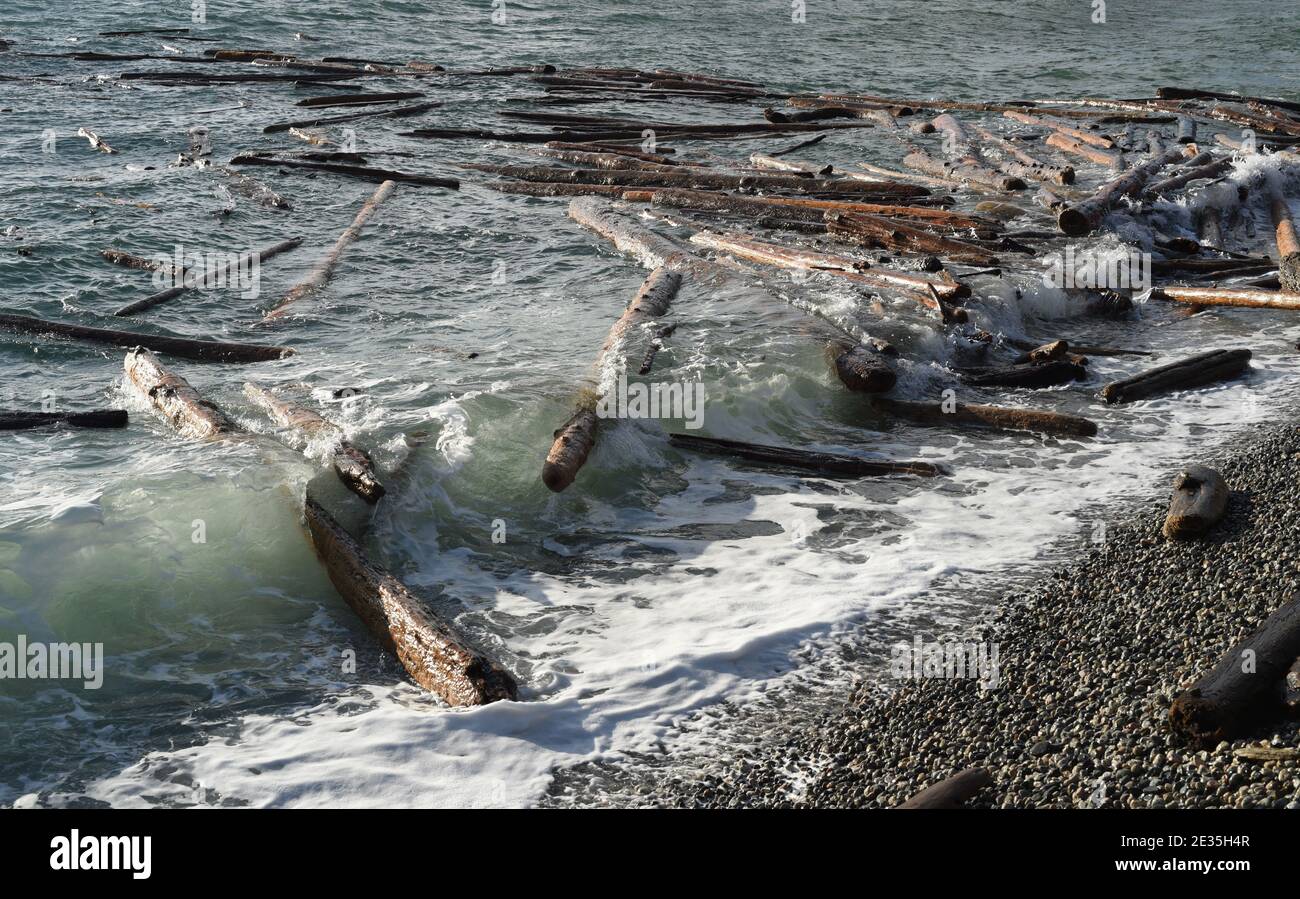 Vento e onde da una tempesta invernale trasporta i logs sciolti su una spiaggia sull'isola di Vancouver, Columbia Britannica, Canada Foto Stock
