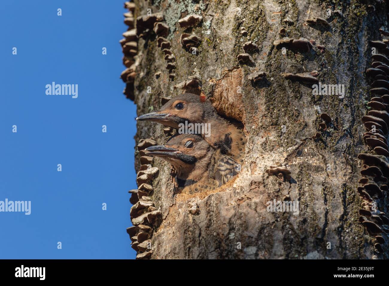 Nestlings di flicker del nord del Wisconsin. Foto Stock