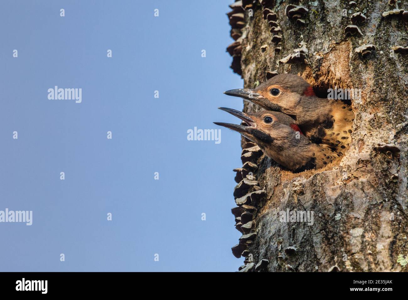 Due nestlings settentrionali di flicker nel Wisconsin settentrionale. Foto Stock