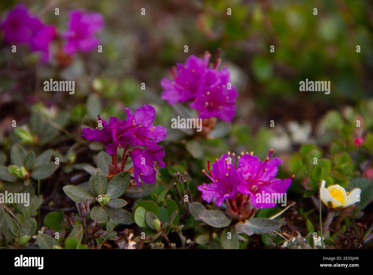 Closeup di Lapland Rosebay in piena fioritura sulla tundra artica vicino Arviat, Nunavut Canada Foto Stock