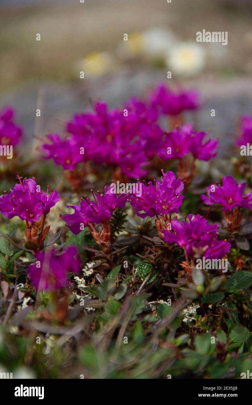 Lapponia rosebay in piena fioritura sulla tundra artica vicino Arviat, Nunavut Canada Foto Stock