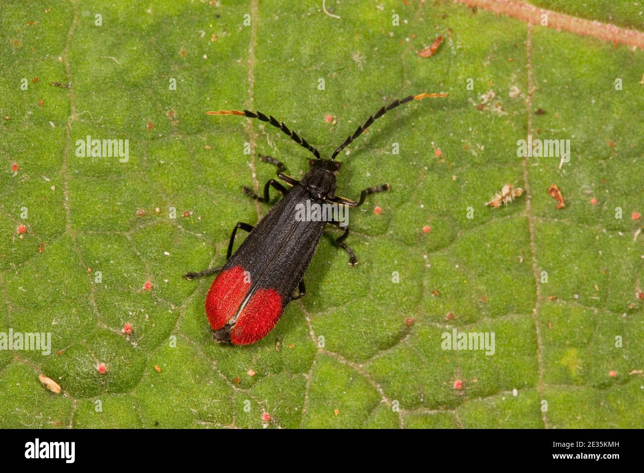 Beetle ad ali di rete non identificato, Lycidae. Foto Stock