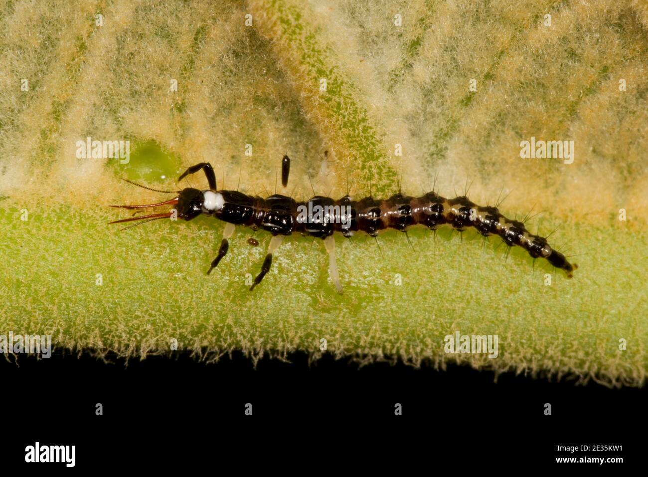 Flusso non identificato larva di Lacewing, osmylidae. Foto Stock