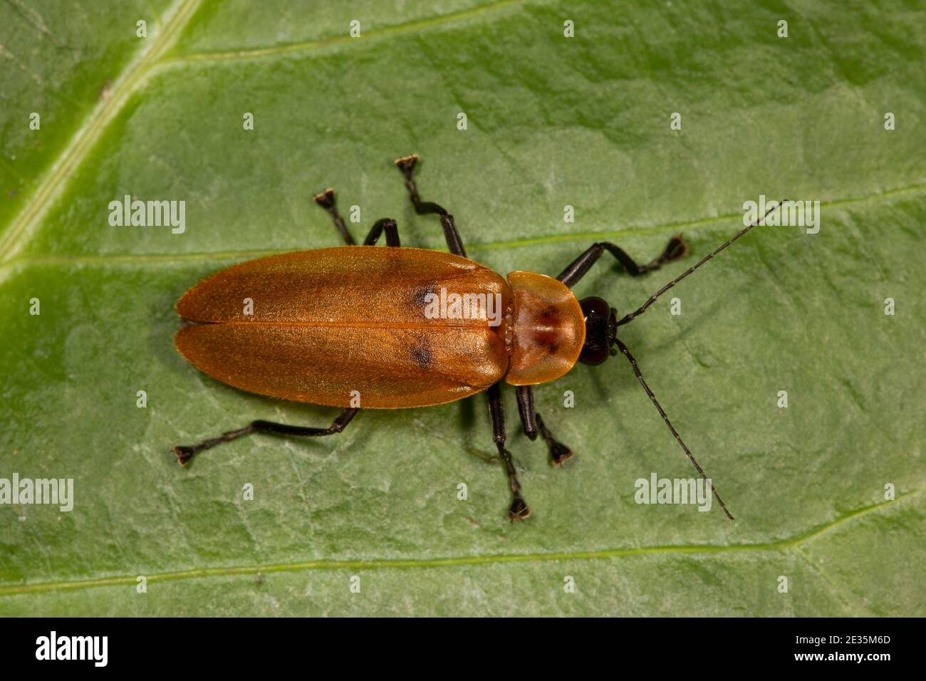 Beetle Firefly non identificato, Lampyridae. Foto Stock