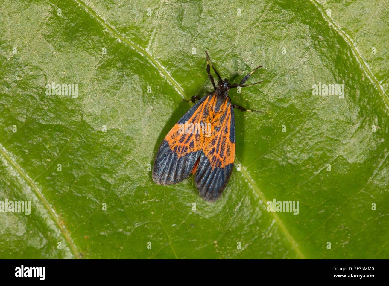 Non identificato Moth. Foto Stock