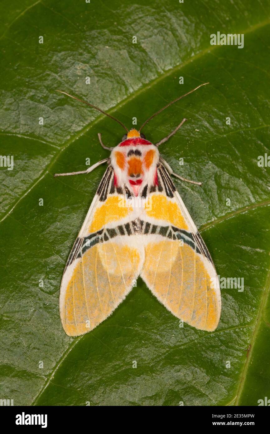 Tiger Moth, Idalus pichensis, Arctiidae. Foto Stock