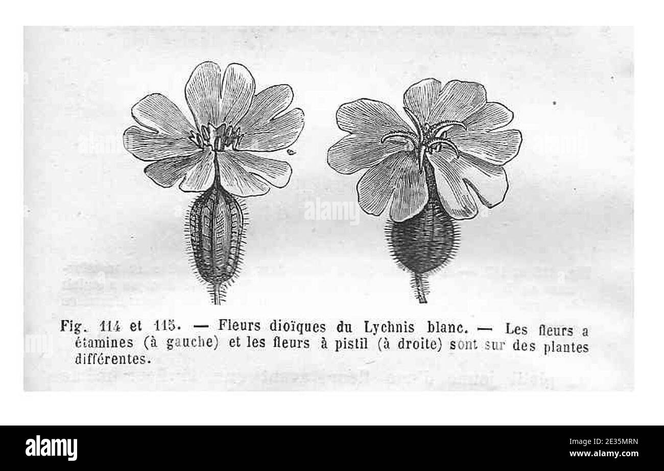 Lychnis dioïque - Fleurs. Foto Stock