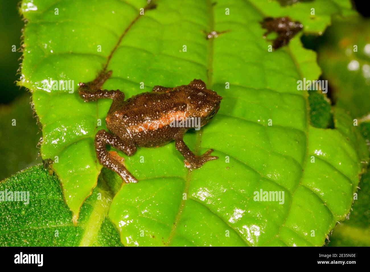 Guacamayo Pump Toad maschio, Osornophryne guacamayo, Bufonidae. Foto Stock