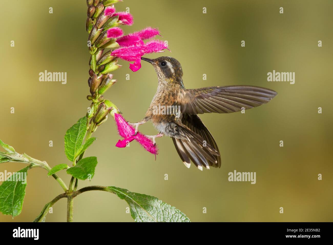 Hummingbird speckled, Adelomyia melanogenys, che si nuote a Salvia tortuosa flower, Lamiaceae. Foto Stock