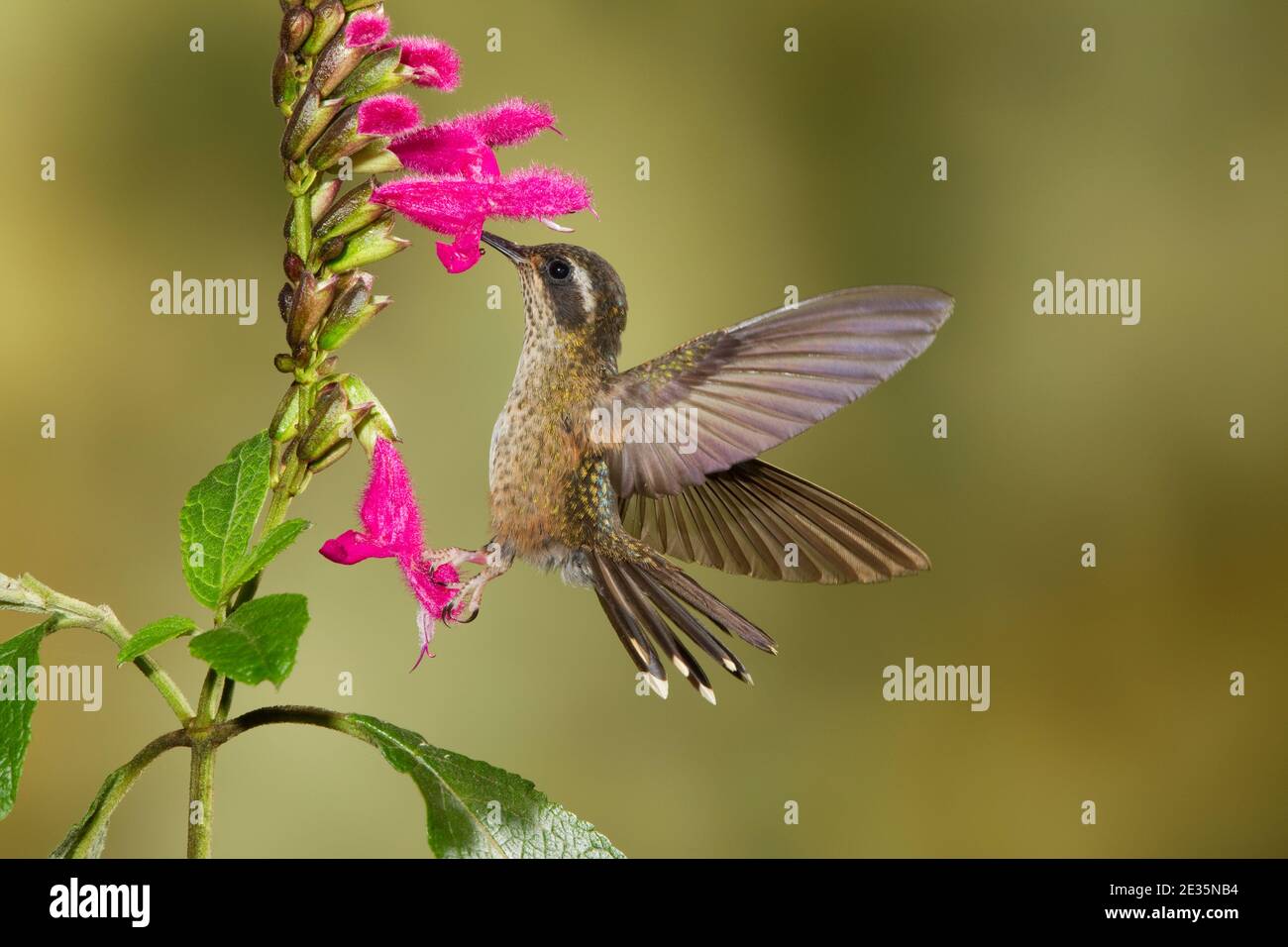 Hummingbird speckled, Adelomyia melanogenys, che si nuote a Salvia tortuosa flower, Lamiaceae. Foto Stock